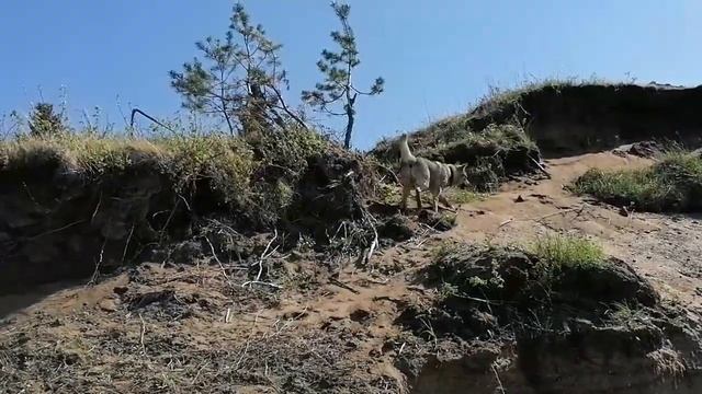 Открытие купального сезона - собачьего. смотреть онлайн