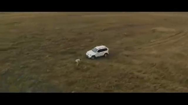 Шурале нива