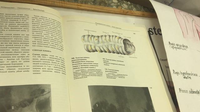 Тощая кишка. Подвздошная кишка. Ободочная кишка. Прямая кишка.#анатомия#аппендикс смотреть онлайн