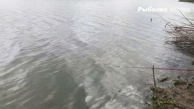РОТАН против КАРАСЯ. рыба которая уживается только с карасем смотреть онлайн