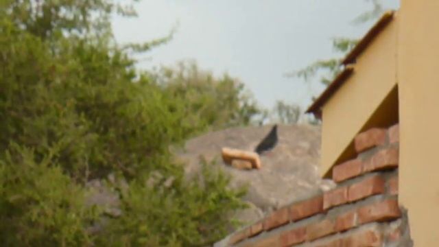 Stoeger X50 vs Pichon смотреть онлайн