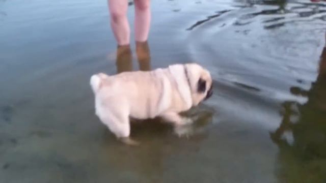 Мопс на Ворскле под Полтавой). смотреть онлайн