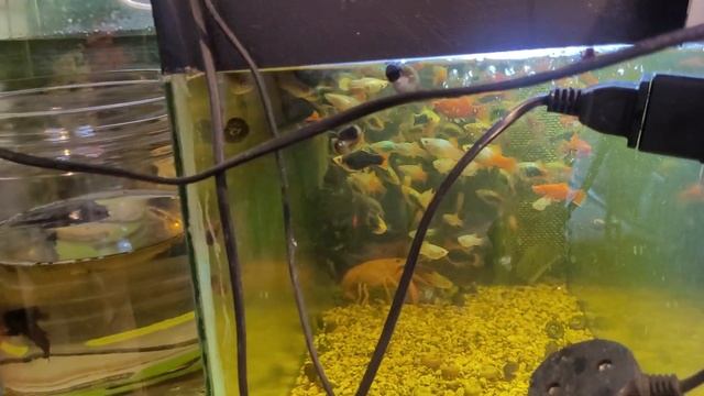 как сохранить биологию во внешнем фильтре при перезапуске аквариума#aquarium #subscribe  #fishtank