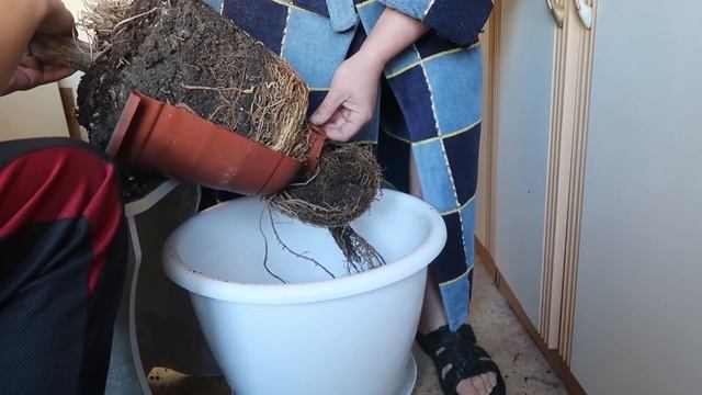 VLOG Пересадили наше семейное дерево, история нашей семьи и цветка смотреть онлайн