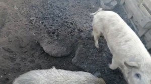 Венгерская мангалица. Наш опыт выращивания в ЛПХ.