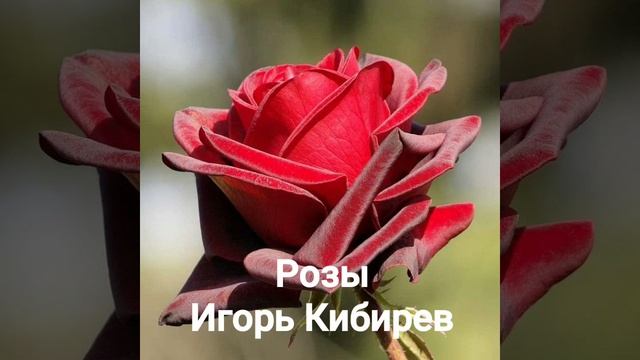 Розы *Игорь Кибирев * смотреть онлайн