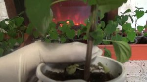 САЛЬВИЯ - ПРИЩИПЫВАТЬ ИЛИ НЕТ? КОНЕЧНО ПРИЩИПЫВАТЬ!