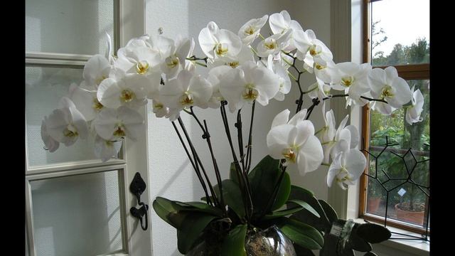 ДЛЯ ОРХИДЕЙ#ПОЛЕЗНА ЯНТАРНАЯ КИСЛОТА#КАК ПРИМЕНЯТЬ И РАЗВОДИТЬ смотреть онлайн