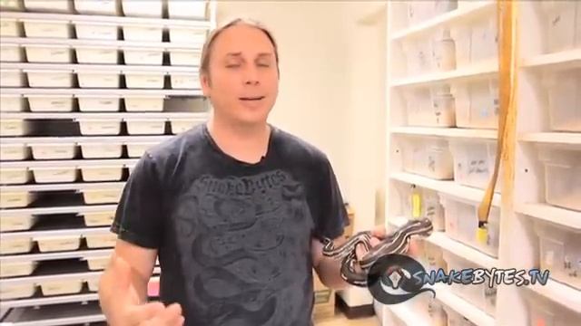 Snake Bytes TV - Snakes For You : SnakeBytesTV смотреть онлайн