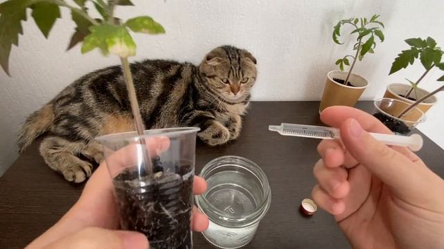Рассада Не Вытягивается! Растет Толще Пальца и Коренастая! Мощная Подкормка Для Всех Растений! смотреть онлайн