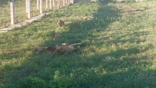Новости из парка львов "Прайд". Планы и проекты. Воплощение мечты. Ужин со львами. Абхазия.07.2023 смотреть онлайн