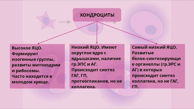 Плотная соединительная ткань. Хрящевая ткань. смотреть онлайн