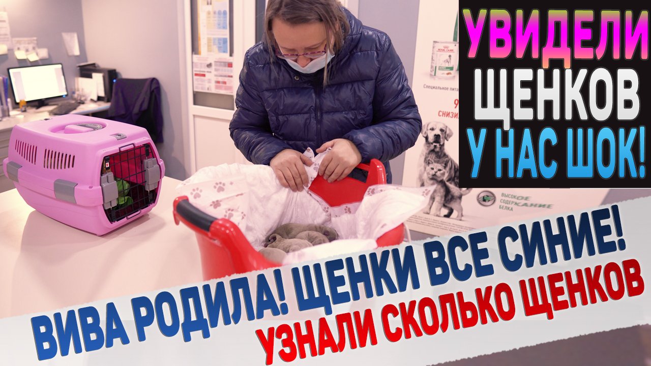 Наша собака родила! Таких щенков мы еще не видели!!! Что с ними не так? смотреть онлайн