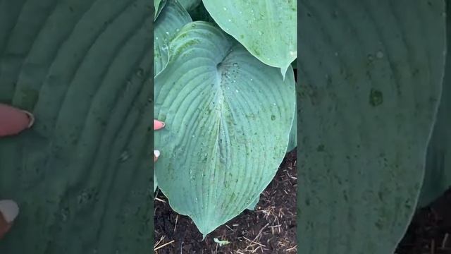 Хоста блю мамонт (hosta blue mammoth) смотреть онлайн