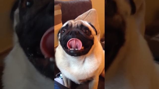 Pug breathing! смотреть онлайн