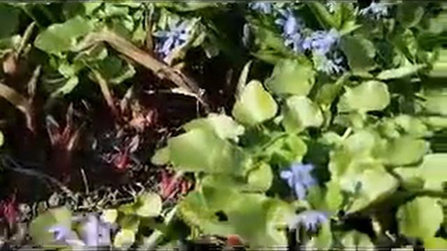 Пролески и Пчелы 1 смотреть онлайн