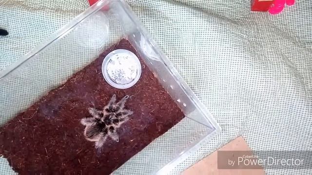 2 способа взять паука на руки...( Как правильно взять паука на руки? ) смотреть онлайн