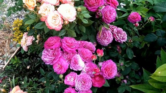 Сад на трех холмах 27 июня смотреть онлайн