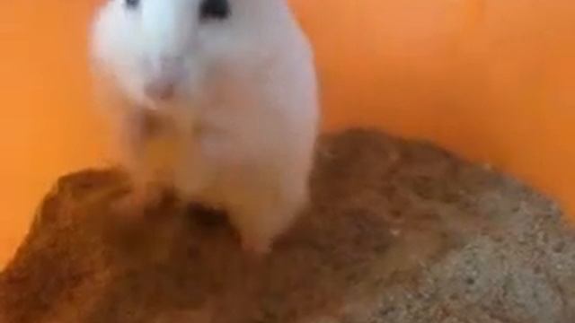 Можно ли купать хомяков Купание хомяка Джунгарский хомяк Хомяки джунгарики @vredinalife смотреть онлайн
