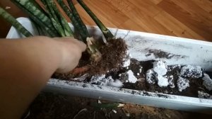 Омолаживаем тещин язык и по возможности размножаем.(Сансевьера) //Sanseviera care and reproduction/