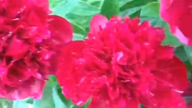 Красный пион Red Charm (Ред чарм)2020 смотреть онлайн