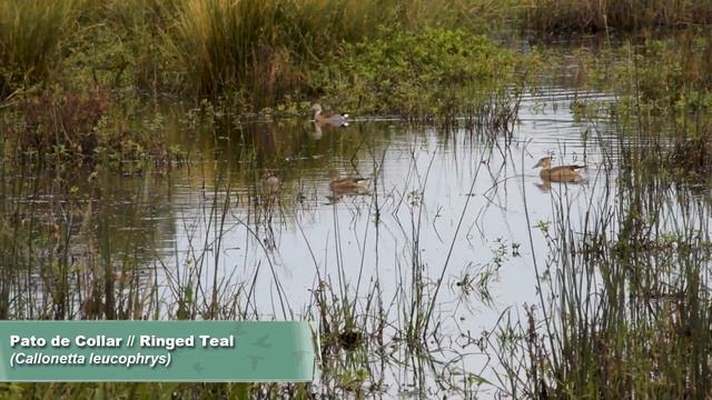 Tarde pero seguro – Primera salida del año 2024 – Buscando Fauna en PUNTA INDIO смотреть онлайн