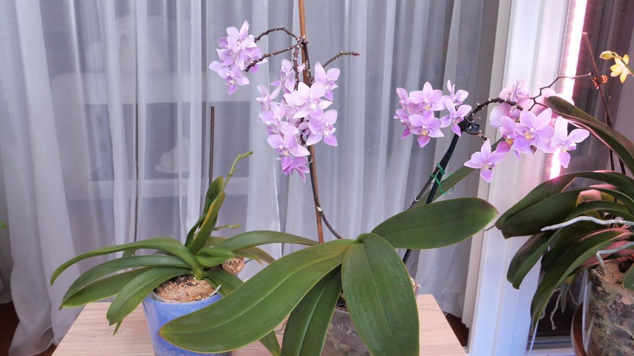 Орхидея Сапфир СКИДЫВАЕТ ЦЕНТРАЛЬНЫЕ ЛИСТЬЯ. / Как посажены? Какие ПРОБЛЕМЫ? Как просто их РЕШИТЬ? смотреть онлайн