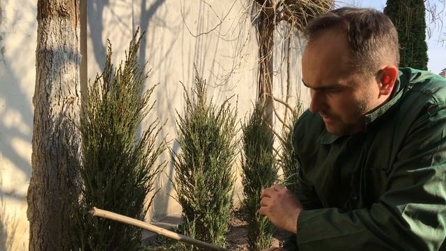 Высаживаем можжевельник скальный блю эрроу вдоль забора смотреть онлайн
