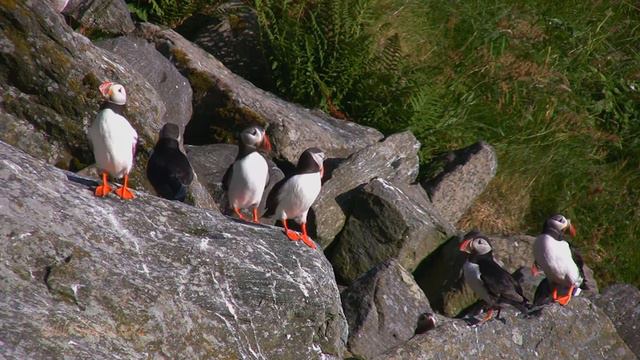 The bird cliff island of Runde смотреть онлайн