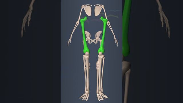 Anatomy Of Leg