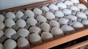 Инкубация гусиного яйца на сломаном инкубаторе УРАЛ.