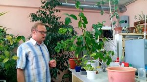 Как помочь лимону зацвести?