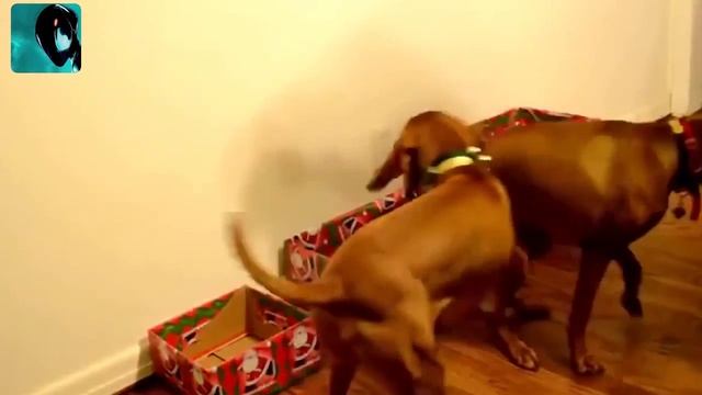 Самая свежая подборка с прикольными собачками за 2015 смотреть онлайн