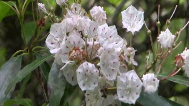 Moutain Laurel (Kalmia latifolia) смотреть онлайн