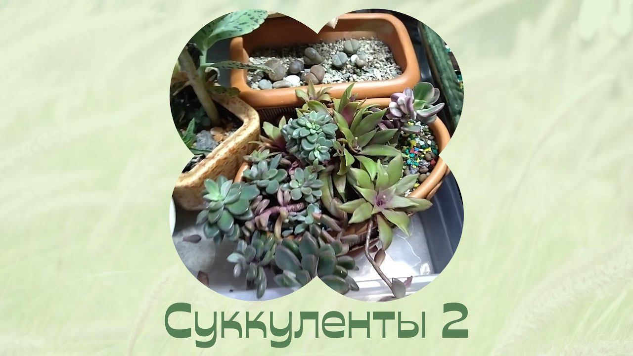 Про суккуленты 2 часть. Стеллаж. Бонсай. Цветы дома. смотреть онлайн
