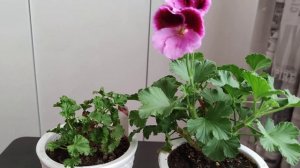 Не бойтесь обрезать королевскую пеларгонию осенью. И она зацветет