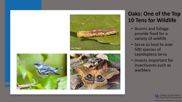 Tree of the Week: Chestnut Oak