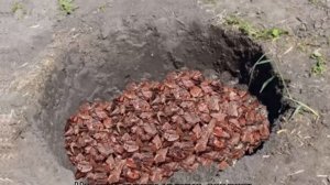 Боярышник — посадка и уход в открытом грунте