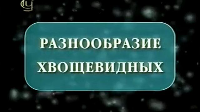 мхи,плауны,хвощи,папоротники смотреть онлайн
