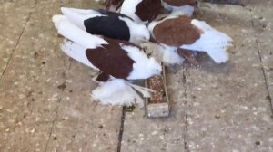 Домашние голуби .