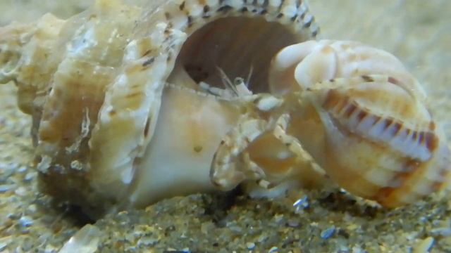 Битва раков отшельников. Диоген vs Клибанарий. Чёрное море. смотреть онлайн