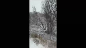 Охота с польскими гончими в январе 2015 года в Тульской области