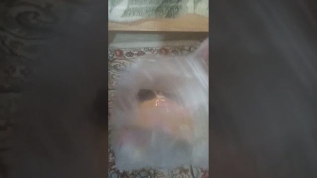 обзор на то что мне купила сестра смотреть онлайн