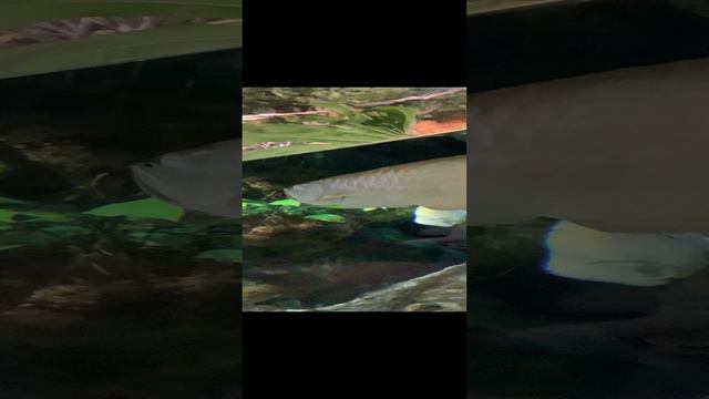 Оконь смотреть онлайн