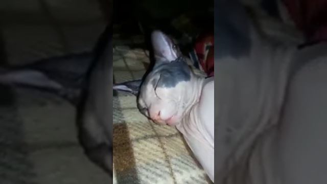 у Нюши очень сладкий сон😁😂 смотреть онлайн