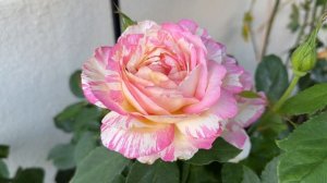 Marc Chagall Rose #rose #davidaustinroses #davidaustin #garden