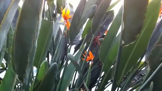Strelitzia reginae: A mature Bird-of-paradise specimen смотреть онлайн
