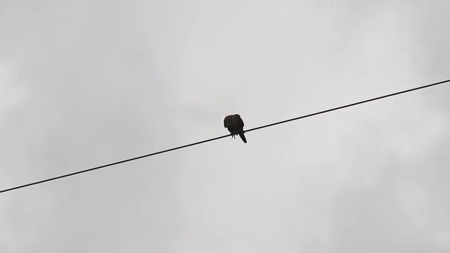 Пустельга ест мышку. Falco tinnunculus. Птицы Беларуси. смотреть онлайн