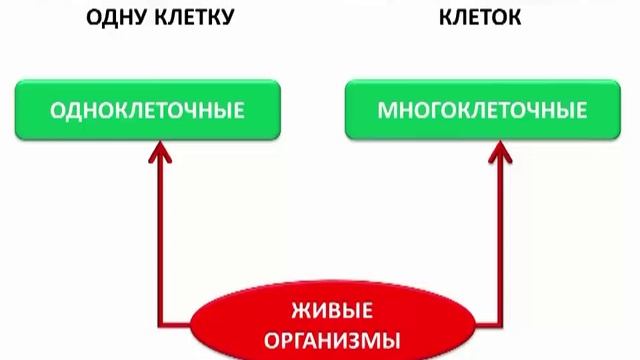 Строение клетки. Ткани | Биология 5 класс #5 | Инфоурок смотреть онлайн