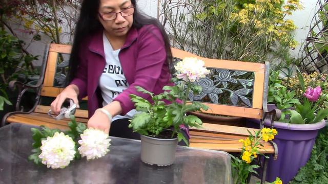How to take Care of Chrysanthemum or Mum Plant after Flowering #plant tips #garden tips #mum flower смотреть онлайн